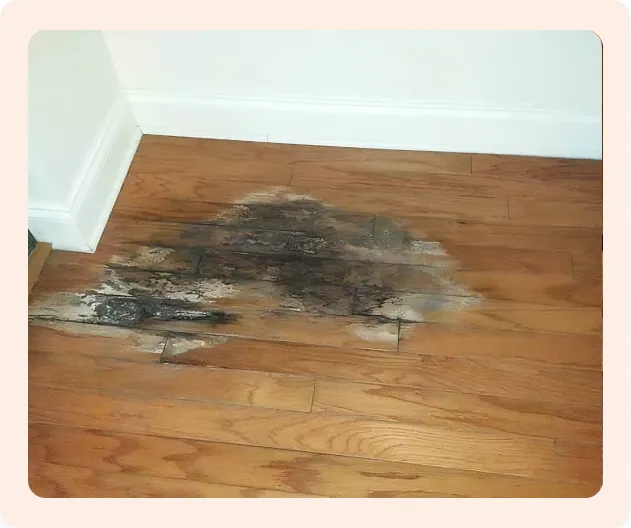 sick_of_floors_that_show_wear_and_tear_the_moment_they_re_walked_on sick of floors that show wear and tear the moment they re walked on